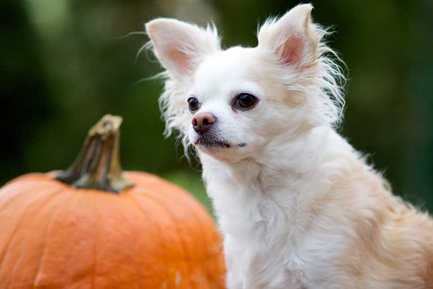 3 Health Benefits of Pumpkin for Dogs-2