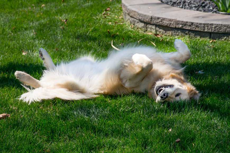 4 Reasons Your Dog Rolls in Grass-2