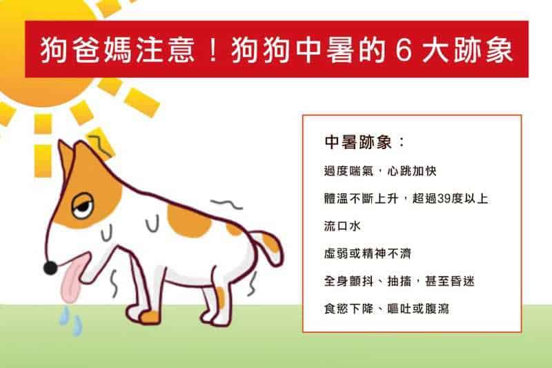 狗爸媽注意！狗狗中暑的６大跡象