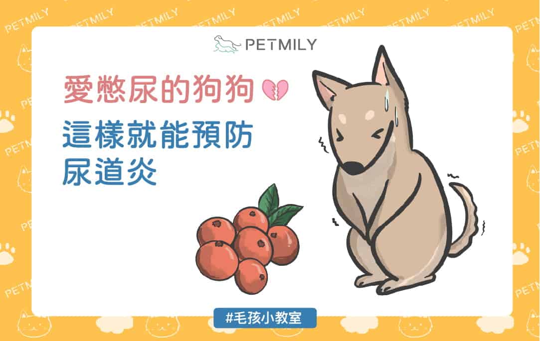 愛憋尿的狗狗這樣就能預防尿道炎 愛憋尿的狗狗這樣就能預防尿道炎