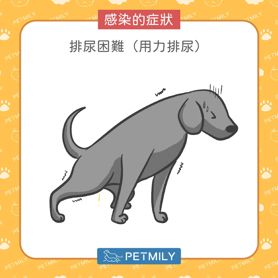 愛憋尿的狗狗這樣就能預防尿道炎 愛憋尿的狗狗這樣就能預防尿道炎