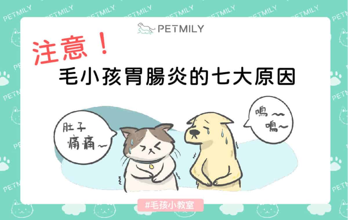 注意 毛小孩胃腸炎的七大原因 寵物迷petmily