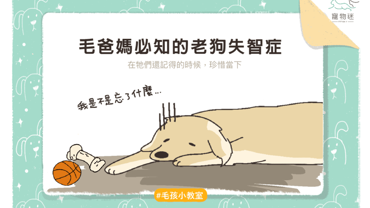 毛爸媽必知的老狗失智症 在牠們還記得的時候 珍惜當下 寵物迷petmily