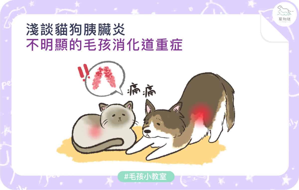 淺談貓狗胰臟炎 不明顯的毛孩消化道重症 寵物迷petmily
