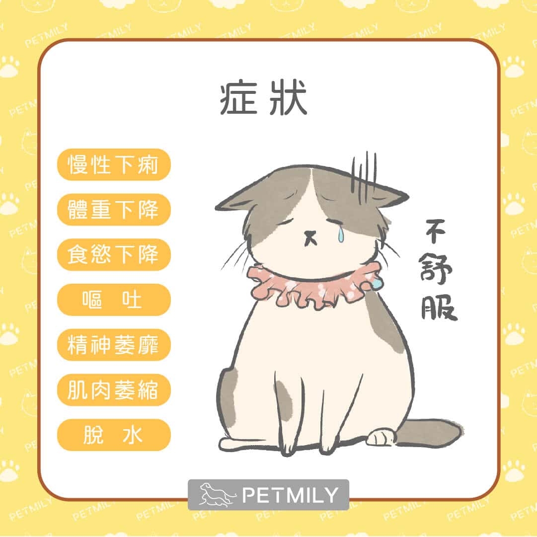貓主子長期上吐下瀉,有可能是慢性腸道炎症(IBD)! - 寵物迷Petmily