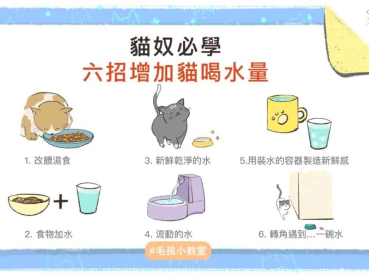 貓奴必學：六招增加貓喝水量- 寵物迷Petmily