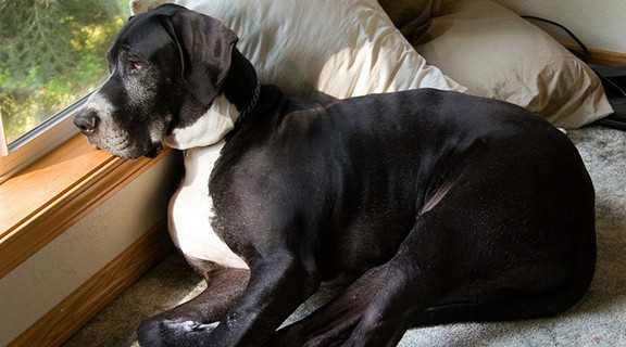 dog-liver-disease-symptoms-1 – 寵物迷 Petmily