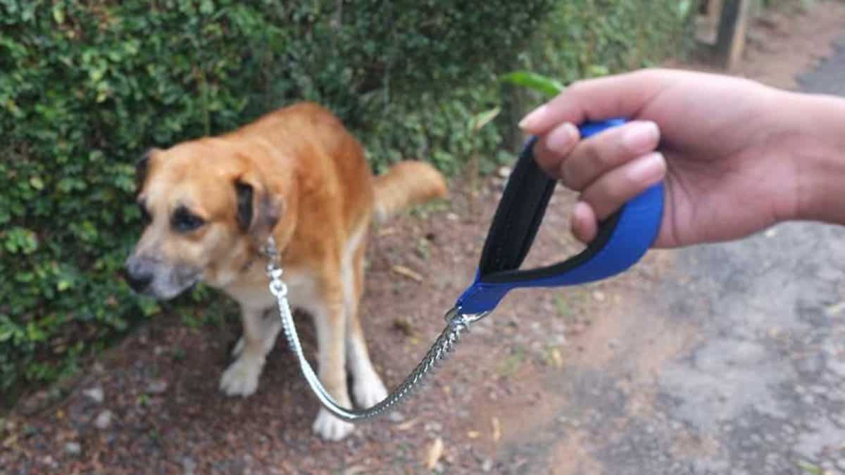 嗯 不出來 四招改善狗便秘問題 寵物迷petmily