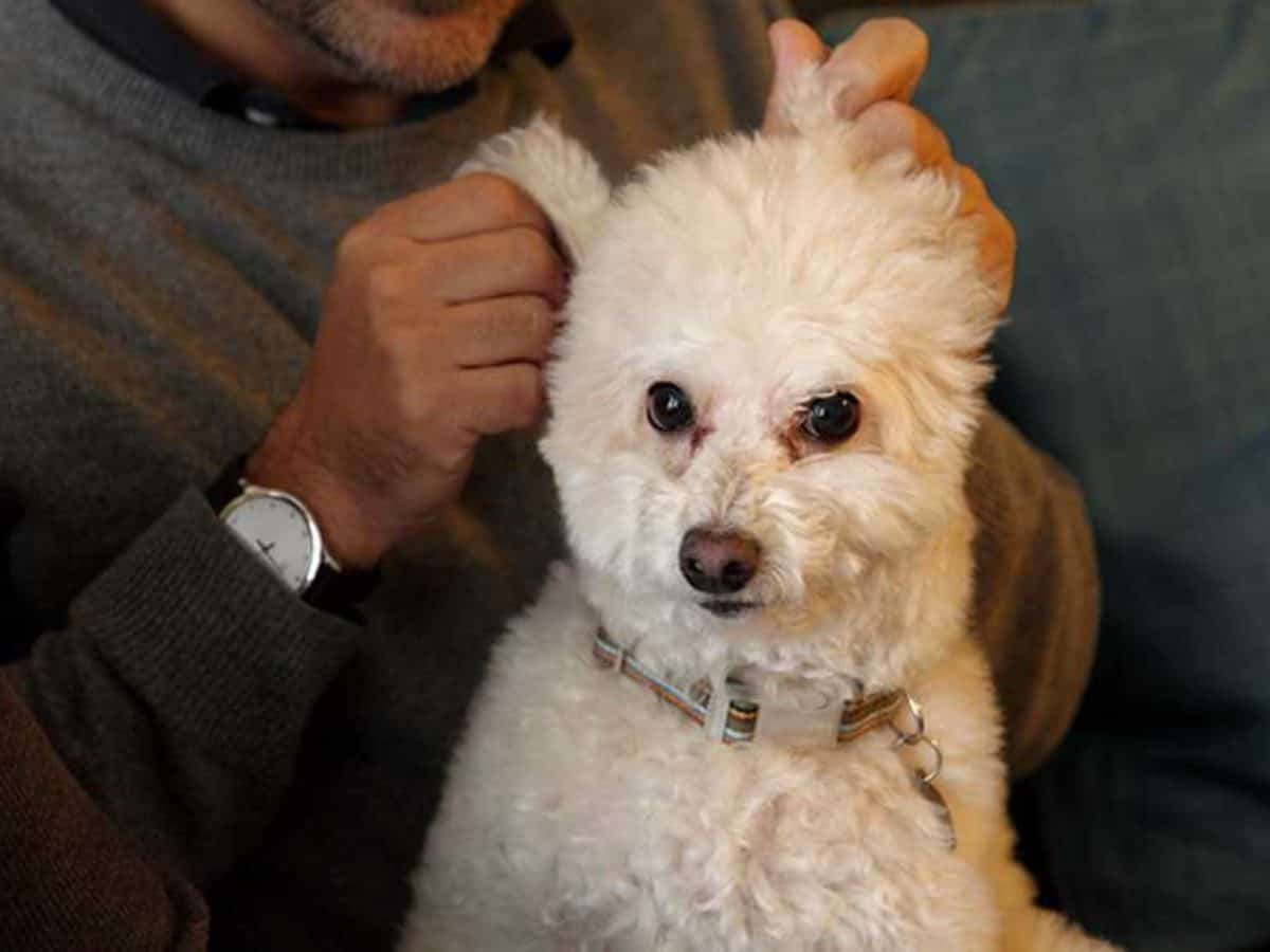 耳垢像咖啡渣 原來是耳疥蟲作怪 寵物迷petmily