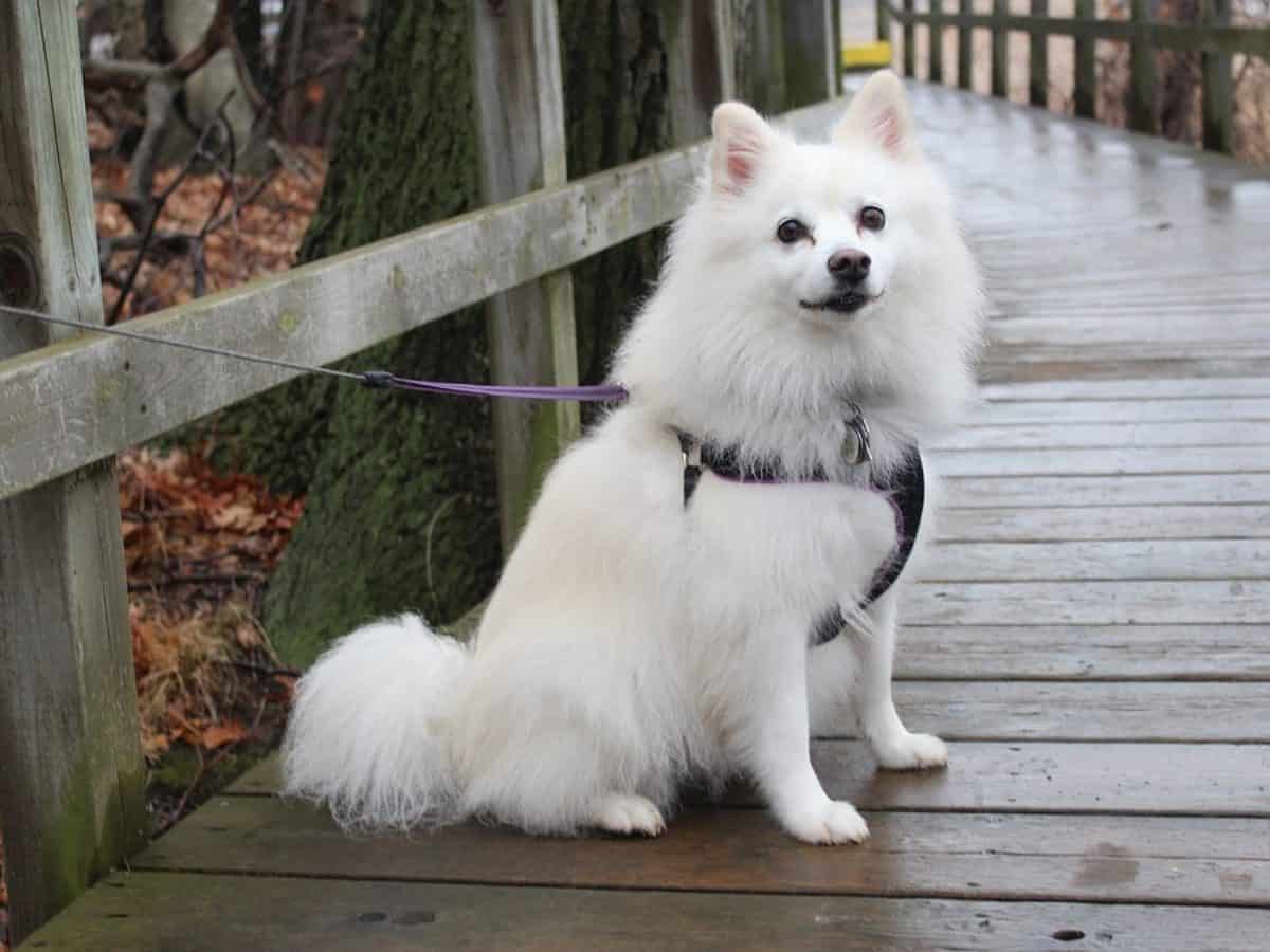 警覺性高狐狸犬一見陌生人就叫 寵物迷petmily