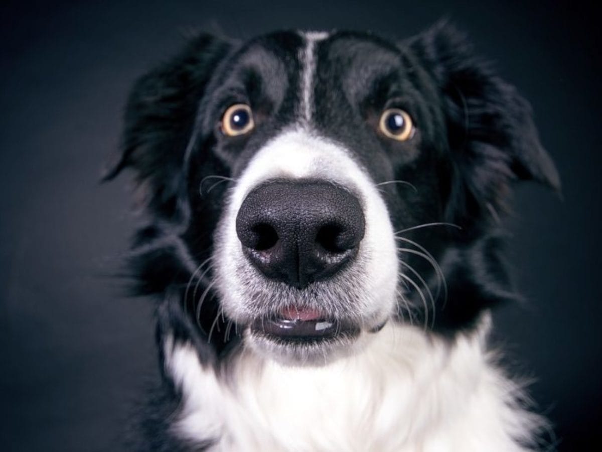 邊境牧羊犬居然能用眼神控制羊群 寵物迷petmily