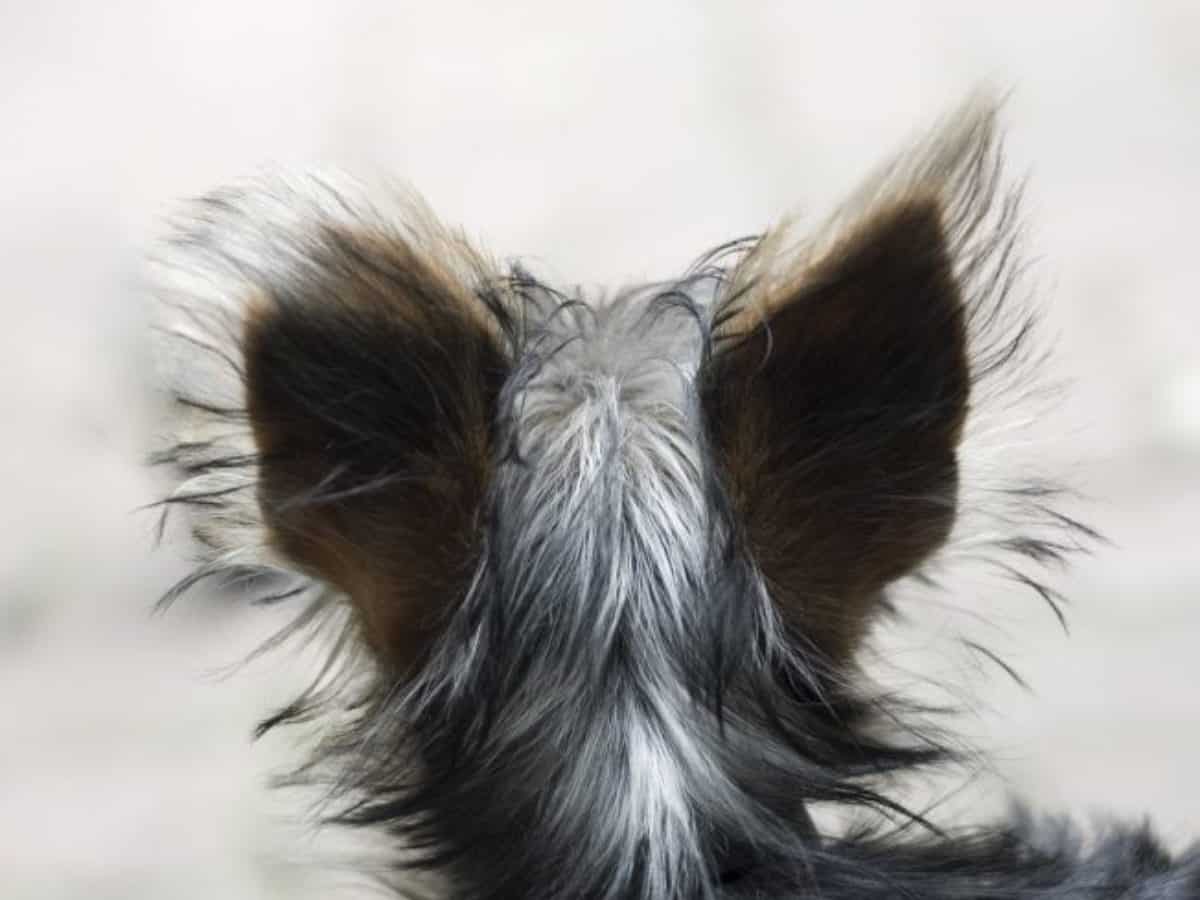 狗狗耳朵清潔別馬虎 治療狗耳朵發炎從根本開始 針對病因做治療 寵物迷petmily