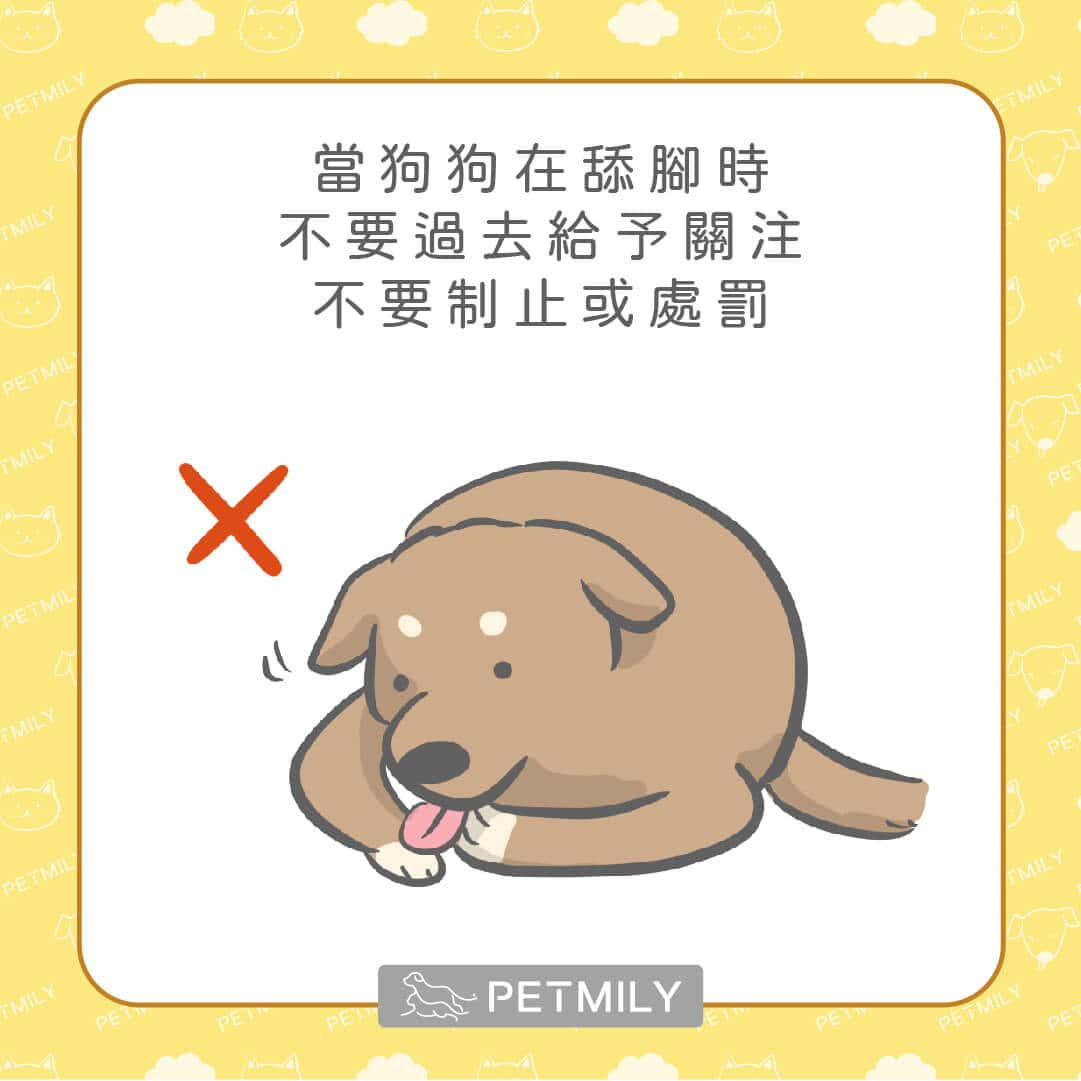 狗狗一直舔腳卻找不出原因 不容忽視的心理性舔腳手疾病 寵物迷petmily